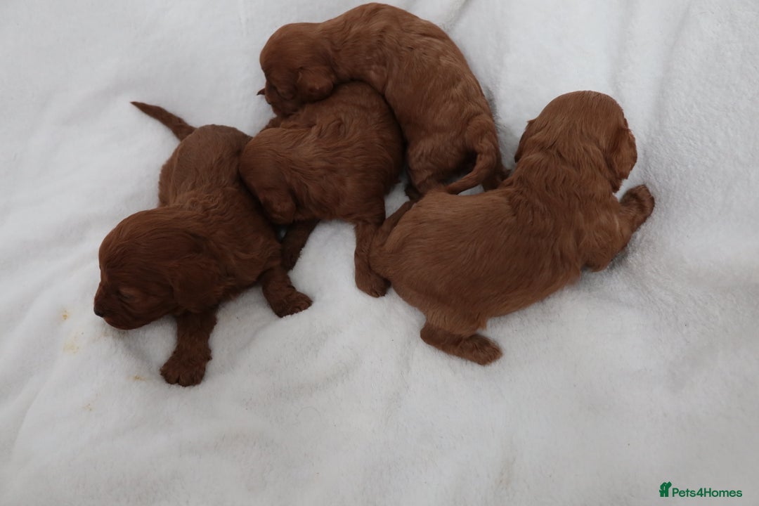 Cavapoo dogs for sale: 4 beautiful red cavapoo puppies available  - Advert 6