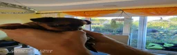 Russian Toy Terrier dogs for sale: Russian Toy long-haired puppies  - Advert 4