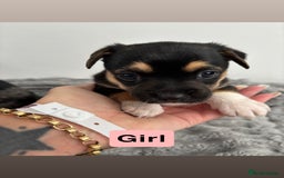 Jack Russell dogs for sale: Merle and black & tan Jack Russell  - Image 8