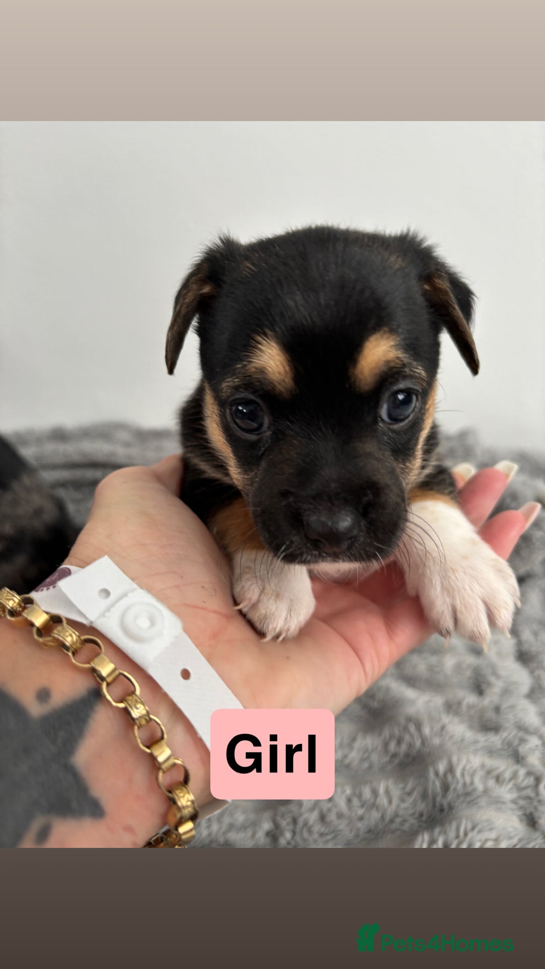 Jack Russell dogs for sale: Merle and black & tan Jack Russell  - Image 8