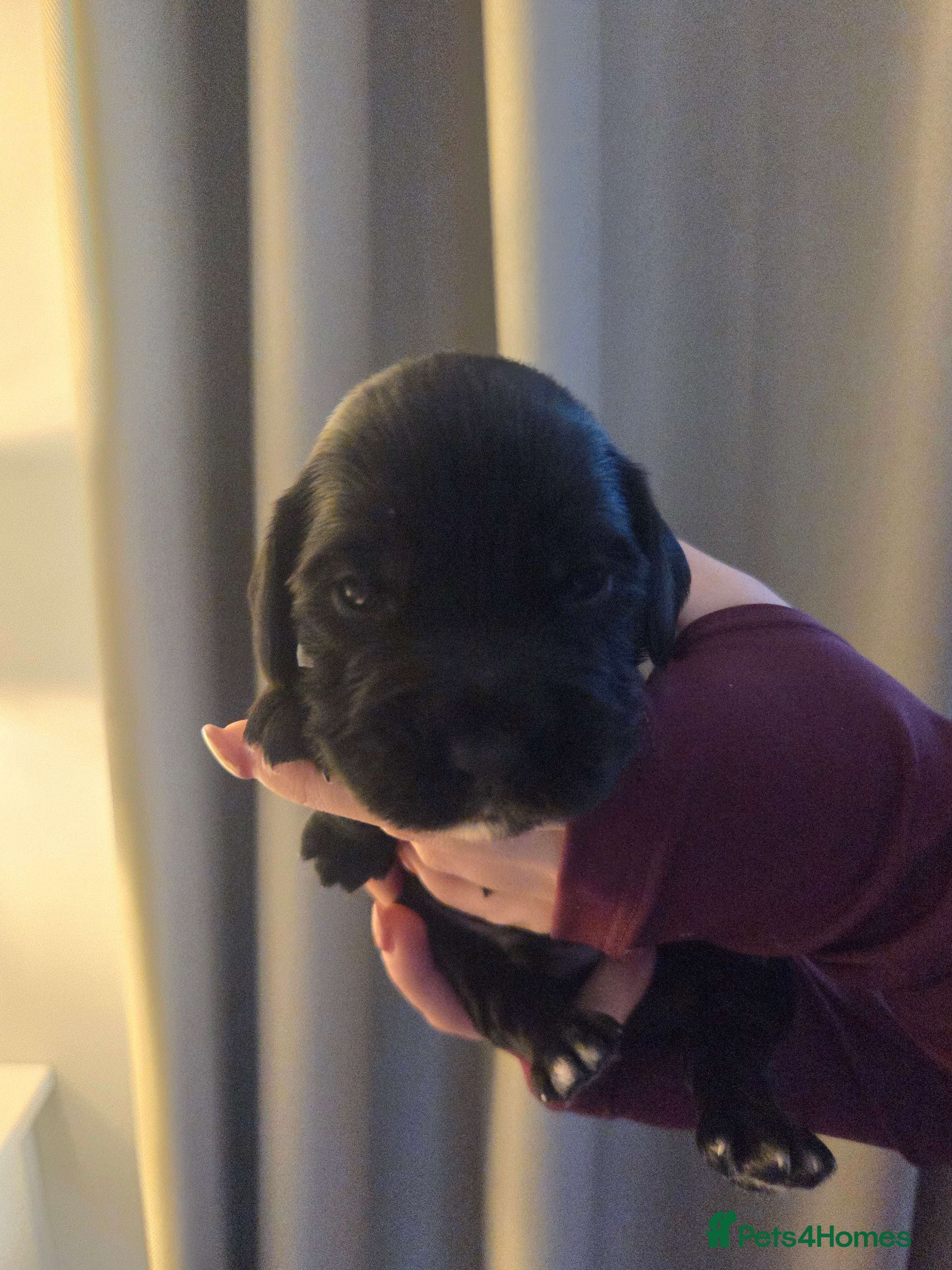 Cocker Spaniel dogs for sale: Beautiful cocker spaniel puppies 🐶  - Advert 2