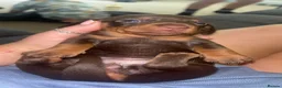 Miniature Dachshund dogs for sale: 2 girls left. Miniature Dachshund KC Puppies!  - Advert 15