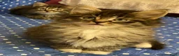Maine Coon cats for sale: Maine Coon Absolutely Beautiful Kittens For Sale  - Advert 9