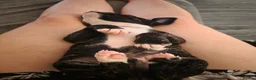 Staffordshire Bull Terrier dogs for sale: Staff puppies in Bristol - Advert 18