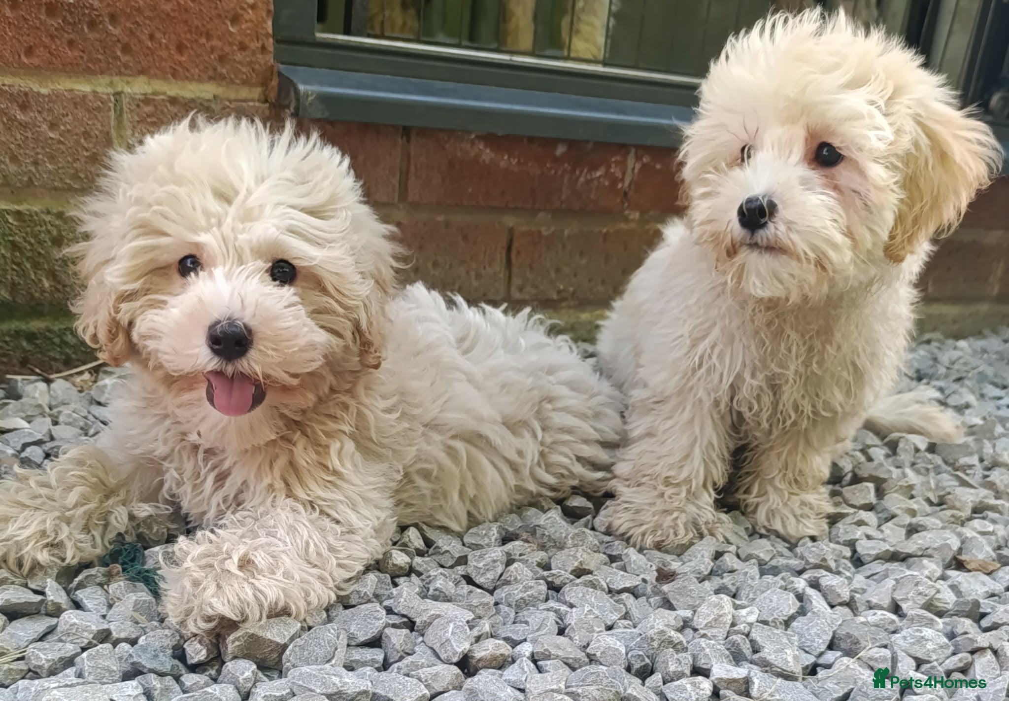 Maltipoo dogs F1 Maltipoo Puppies For Sale  - Advert 6