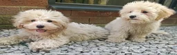 Maltipoo dogs for sale: F1 Maltipoo Puppies For Sale  - Advert 1