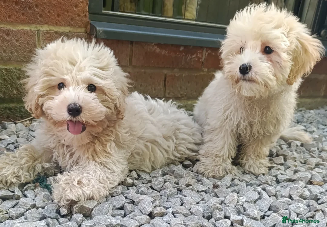 Maltipoo dogs for sale: F1 Maltipoo Puppies For Sale  - Advert 1