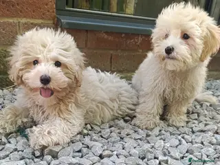 Maltipoo dogs F1 Maltipoo Puppies For Sale - Advert 6