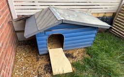 Tortoise reptiles for sale: Two Tortoise for sale - Image 3