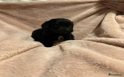 Mixed Breed dogs for sale: Cockshihpoos - Image 1