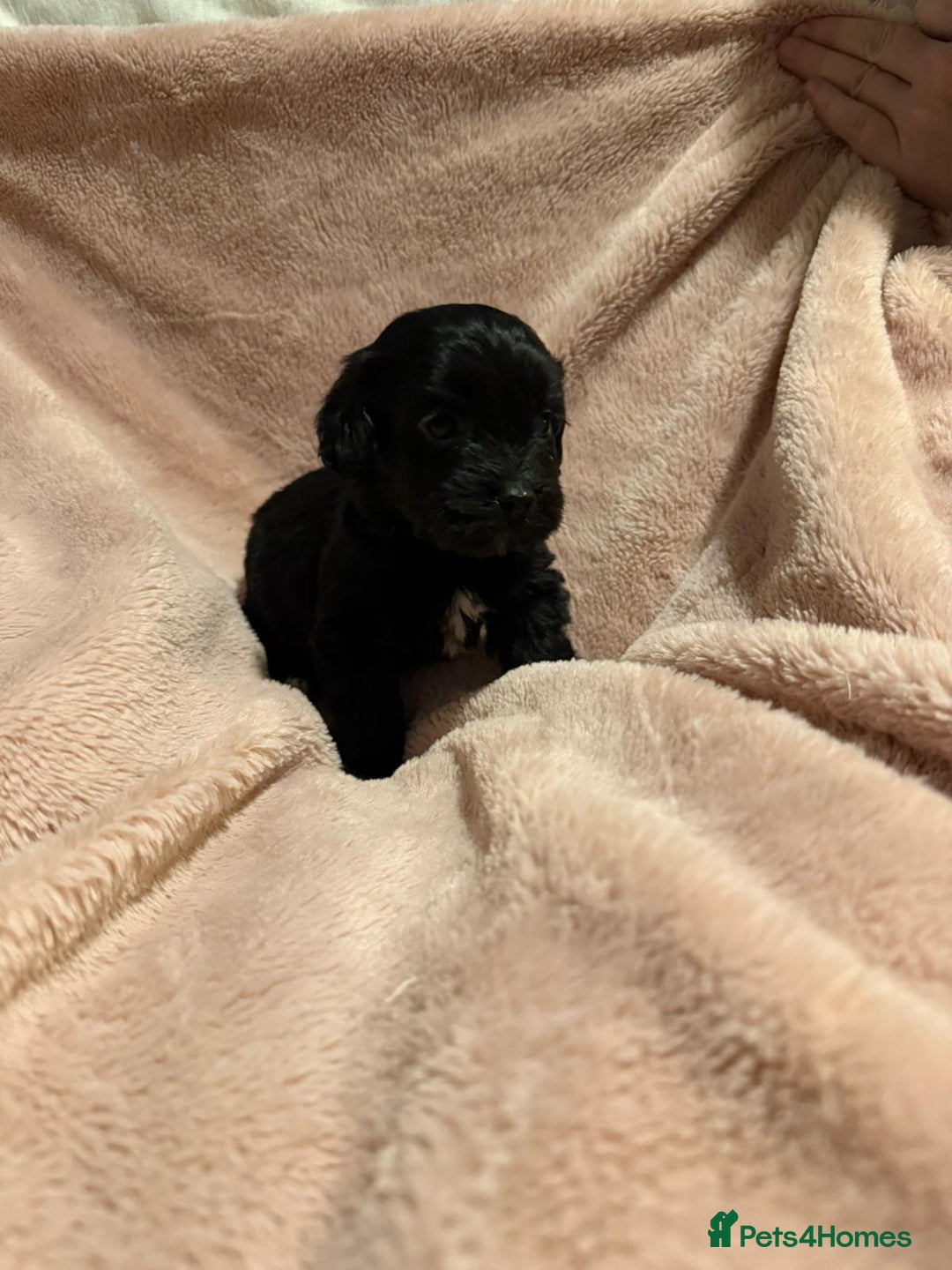 Mixed Breed dogs for sale: Cockshihpoos - Image 1