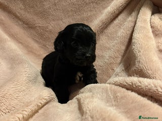 Mixed Breed dogs - Advert 1
