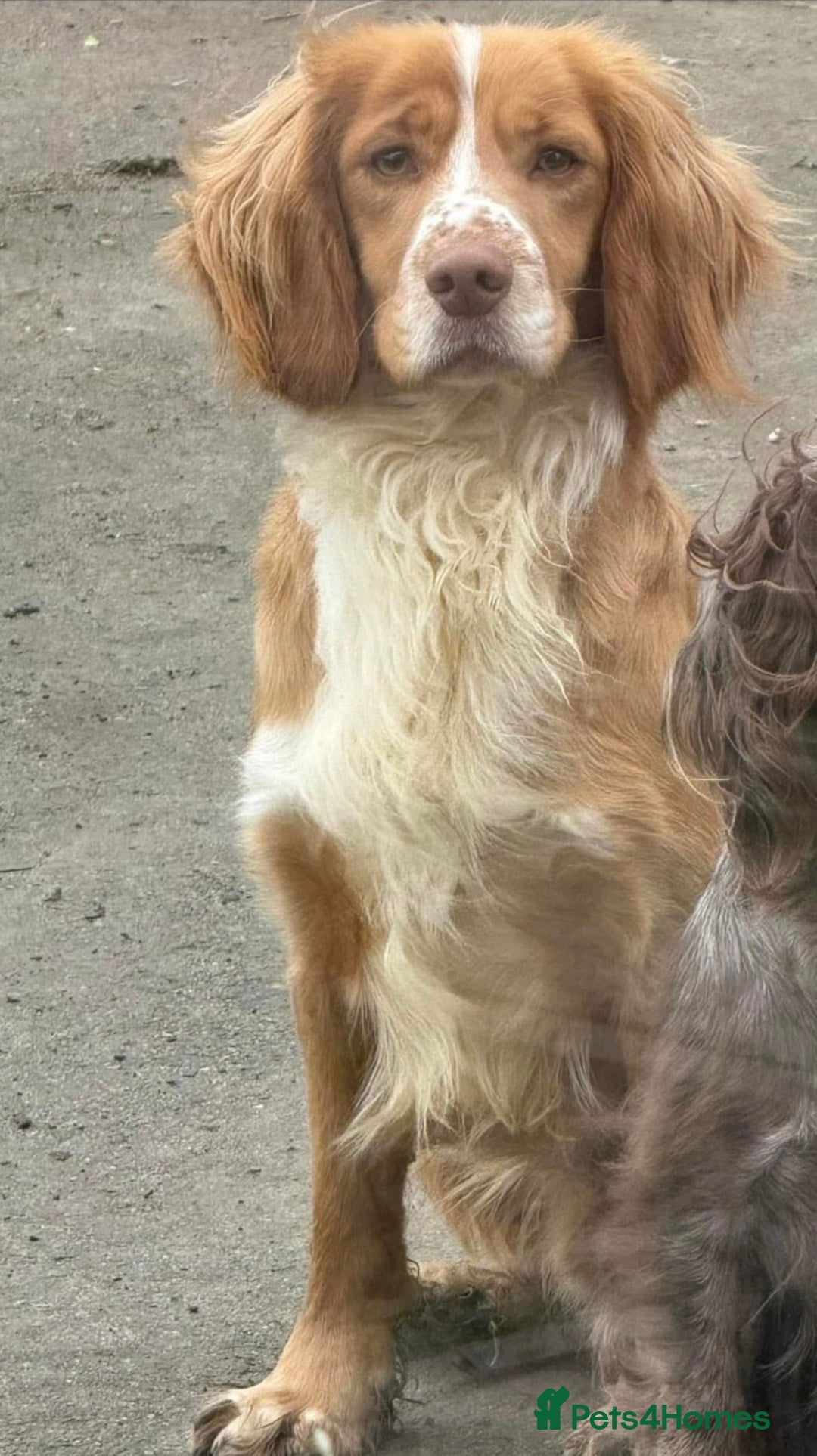 Cocker Spaniel dogs for sale: 2 cocker spaniel bitches - Advert 3