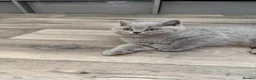 British Shorthair cats for sale: TICA registered champion bloodline BSH kittens - Advert 40