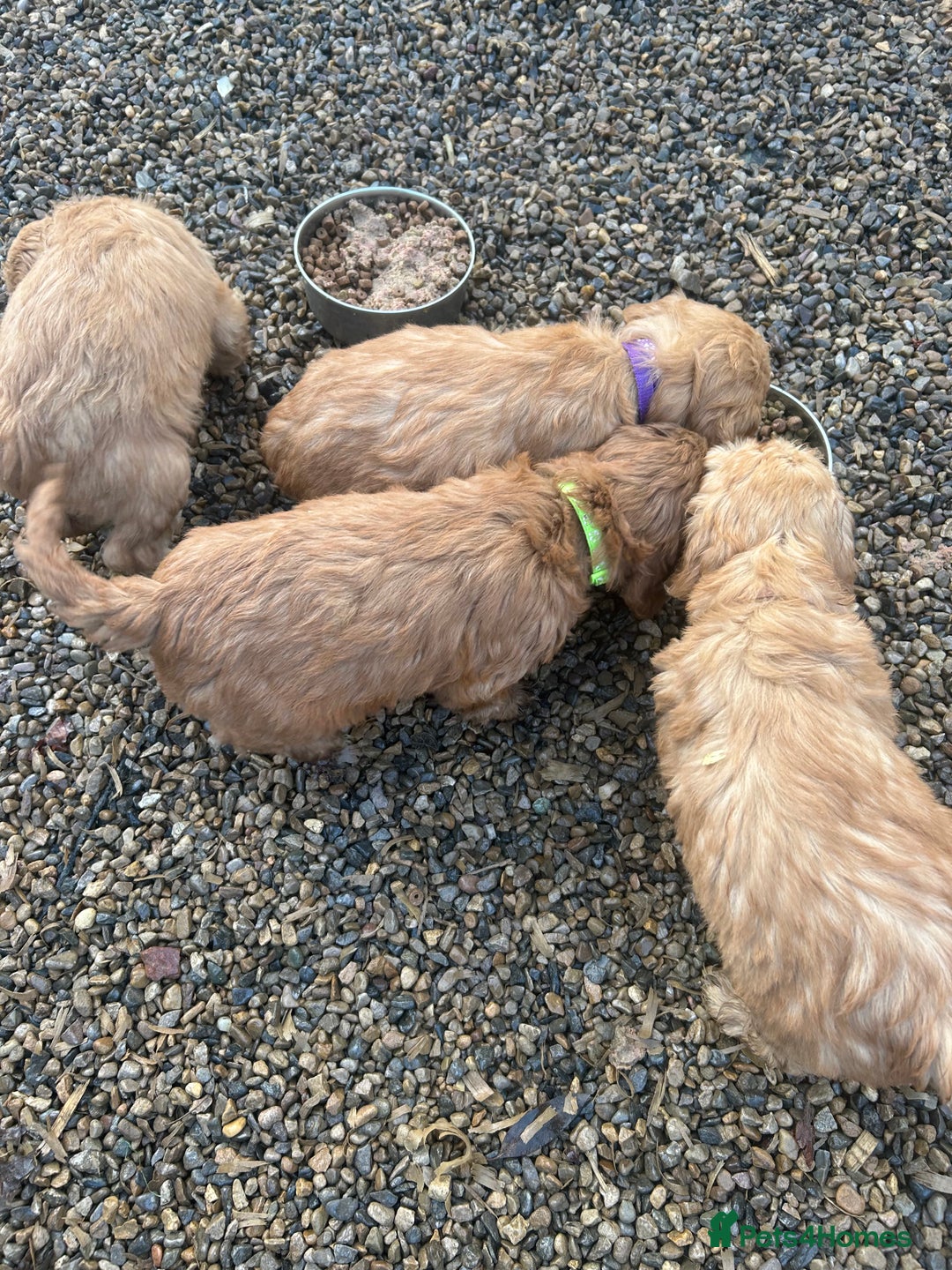 Cockapoo dogs for sale: Cockapoo puppies f1 gorgeous little babys - Advert 20