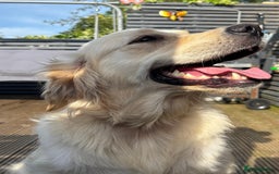 Goldador dogs for sale: GOLDADOR PUPPIES READY NOW  - Image 4