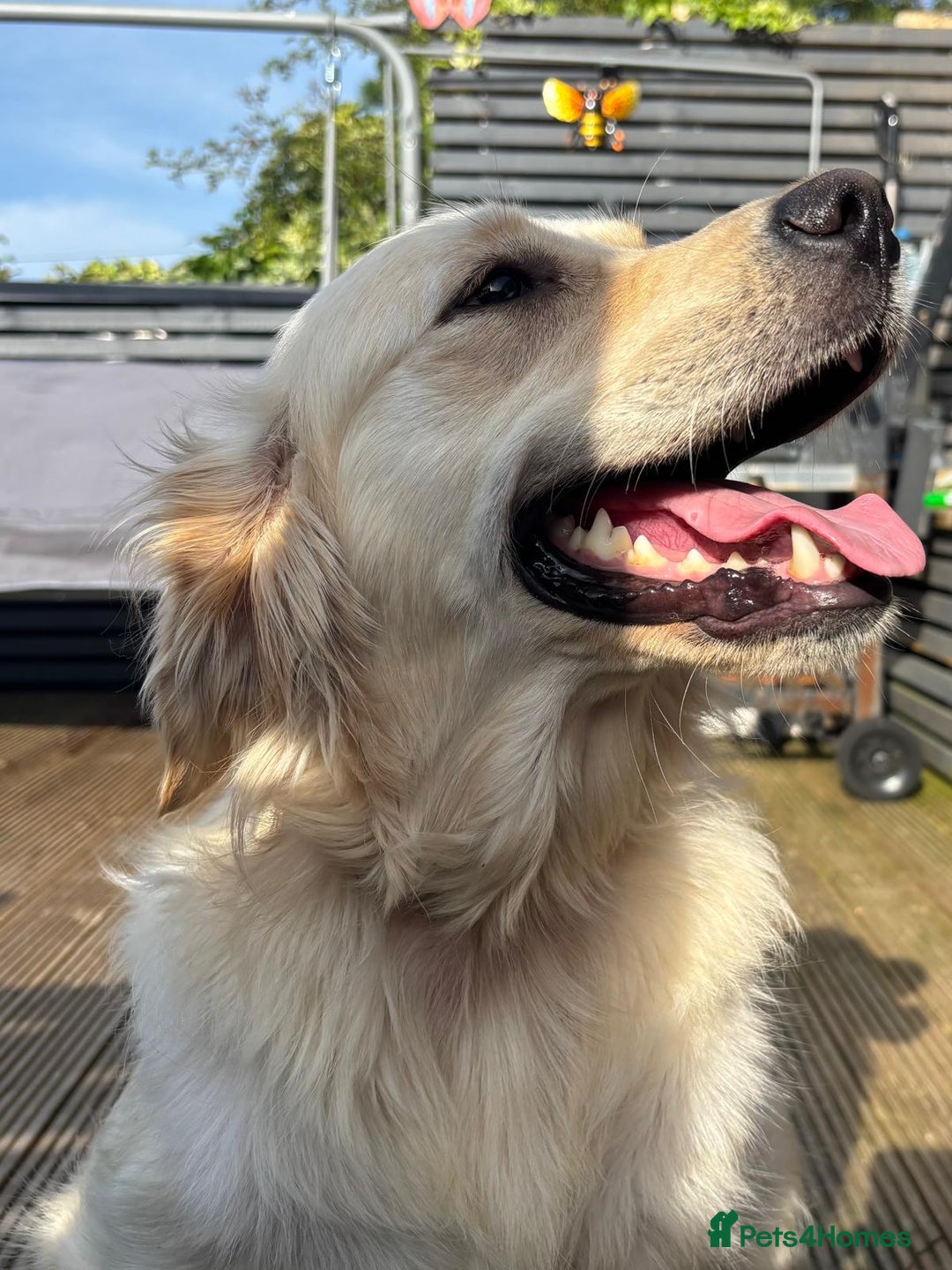 Goldador dogs for sale: GOLDADOR PUPPIES READY NOW  - Image 4