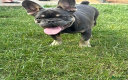French Bulldog dogs for sale: French Bulldog male looking for his forever home  - Image 8
