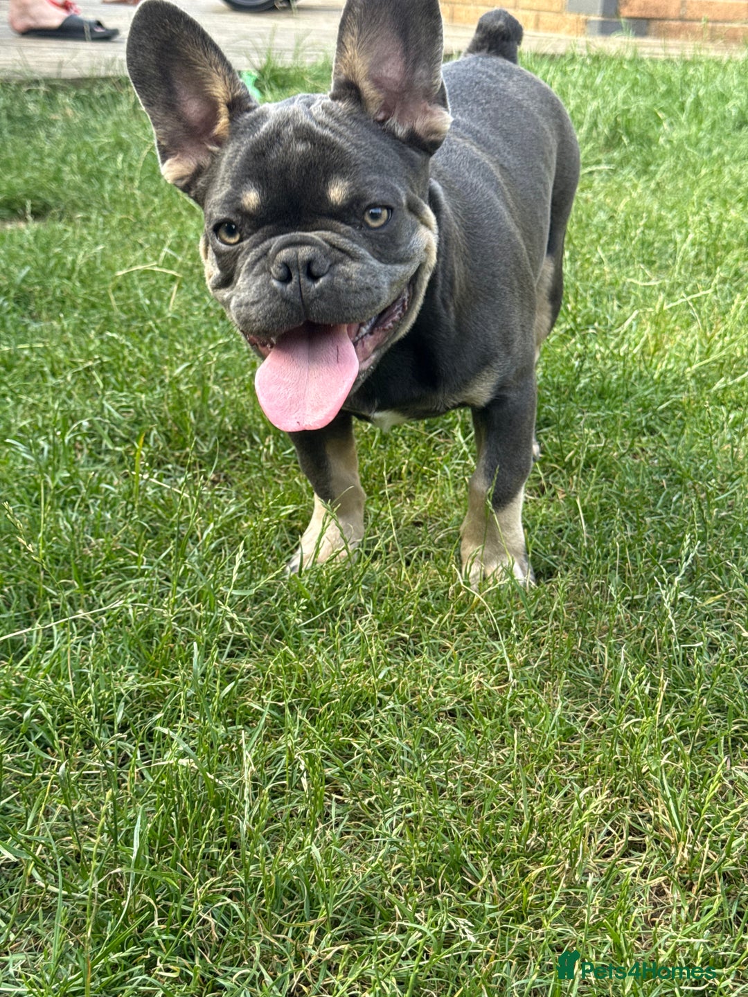 French Bulldog dogs for sale: French Bulldog male looking for his forever home  - Image 8