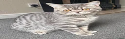 British Shorthair cats for sale: British Shorthair kittens  - Advert 8
