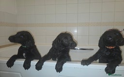 Labrador Retriever dogs for sale: Chunky pups ready now - Advert 10