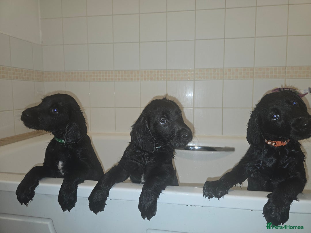 Labrador Retriever dogs for sale: Chunky pups ready now - Advert 10