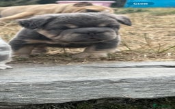 French Bulldog dogs for sale: French Bulldog Puppies ready for new home - Image 3