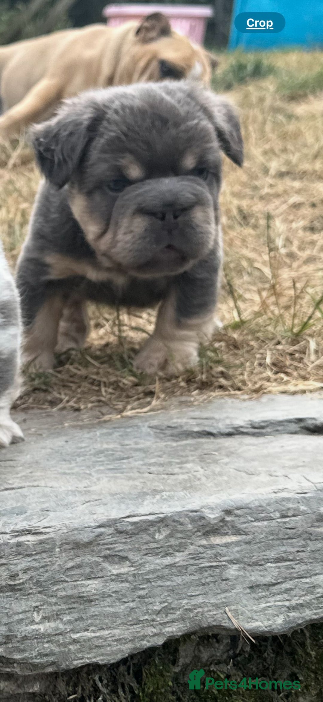 French Bulldog dogs for sale: French Bulldog Puppies ready for new home - Image 3