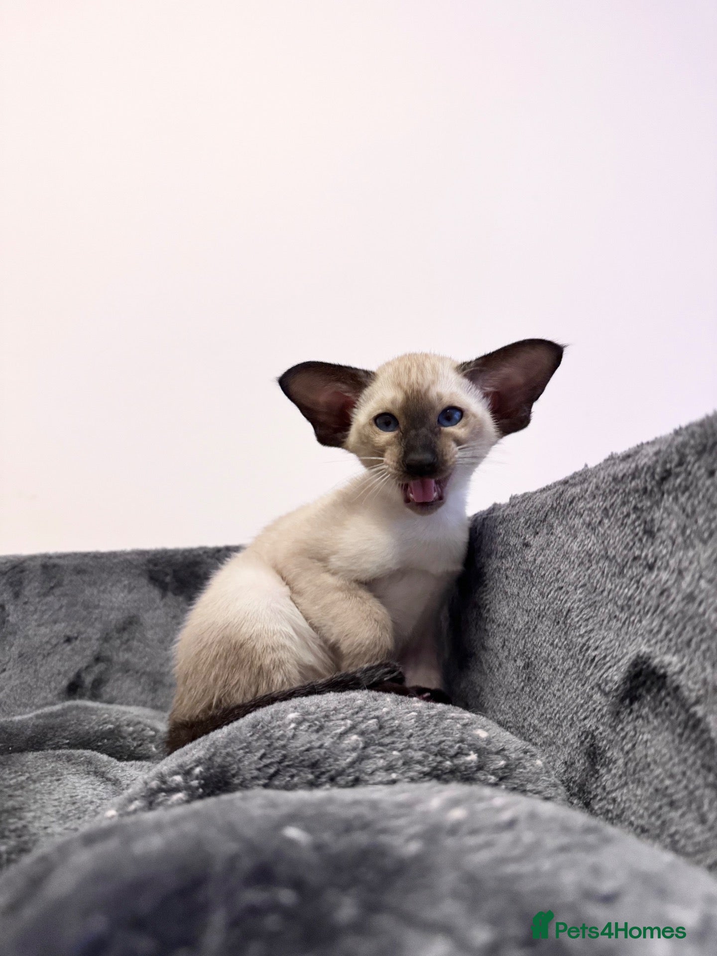 Oriental cats Beautiful TICA Oriental  and Siamese babies - Advert 1