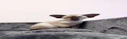 Oriental cats for sale: Beautiful TICA Oriental  and Siamese babies - Advert 8