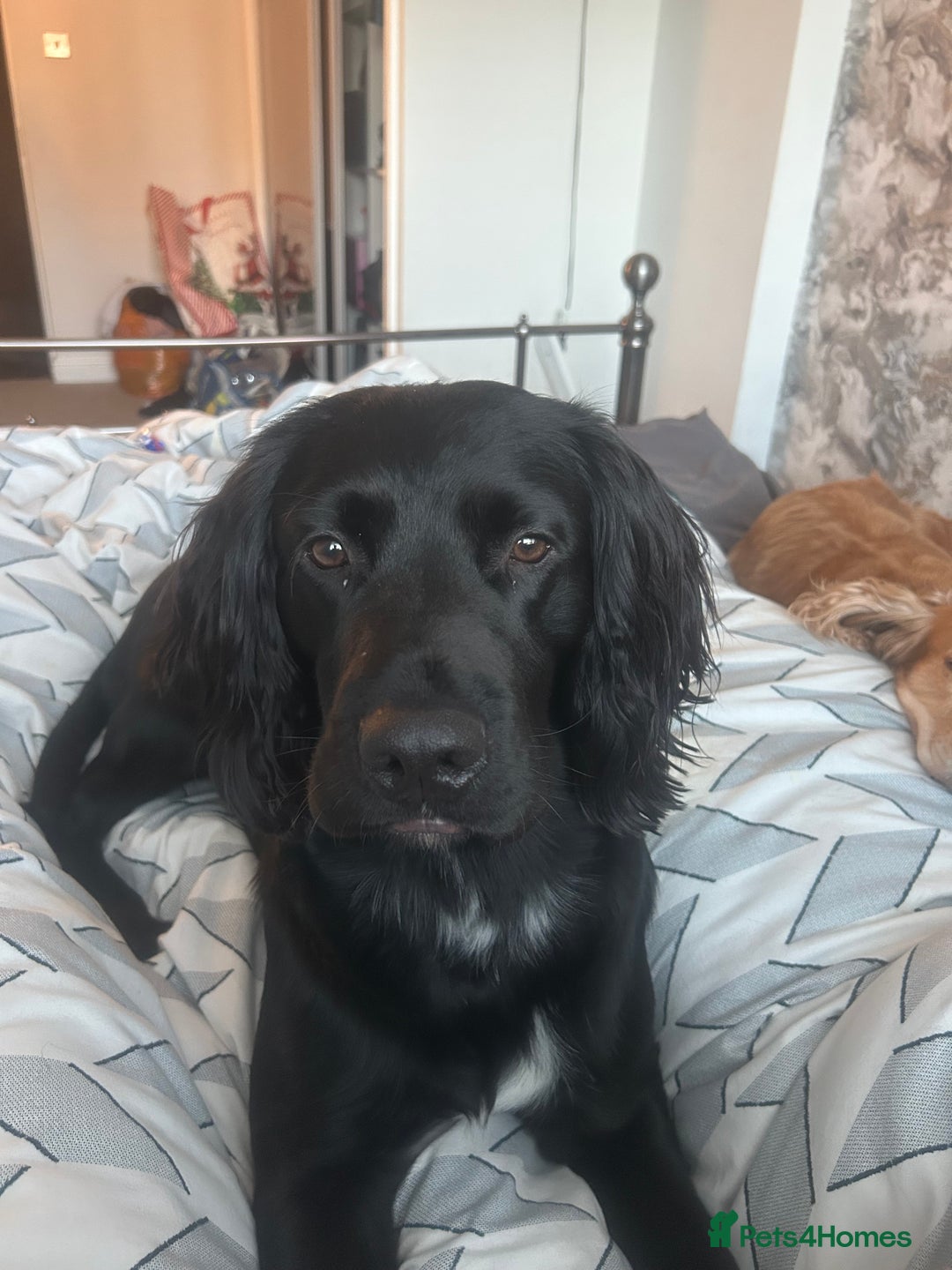 Sprocker dogs for stud: Large sprocker for stud - Advert 4