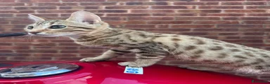Bengal 4