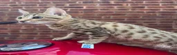 Bengal cats for sale: Bengal kittens  - Advert 2