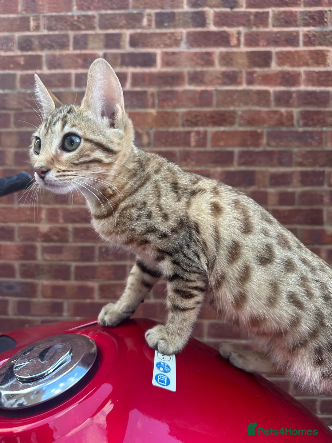 Bengal cats for sale: Bengal kittens  - Advert 2