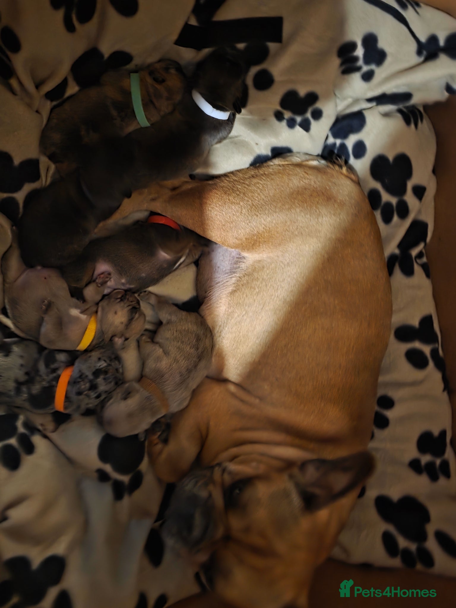 French Bulldog dogs for sale: 🐶 Puppies Ready for Their Forever Homes  - Advert 1