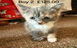 Mixed Breed cats for sale: Mixed breed kittens  - Image 7