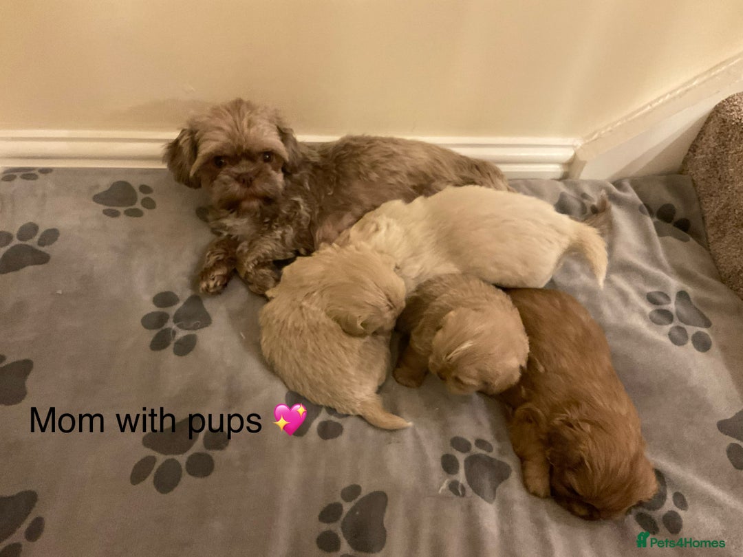 Shih Tzu dogs for sale: Beautiful Shih Tzu pups for sale 💖 - Advert 17