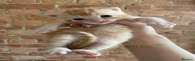 Mixed Breed 2