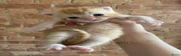 Mixed Breed cats for sale: Kittens looking for a new loving home in London - Advert 3