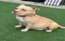 American Bully dogs for sale: Pocket bully puppies - Image 7