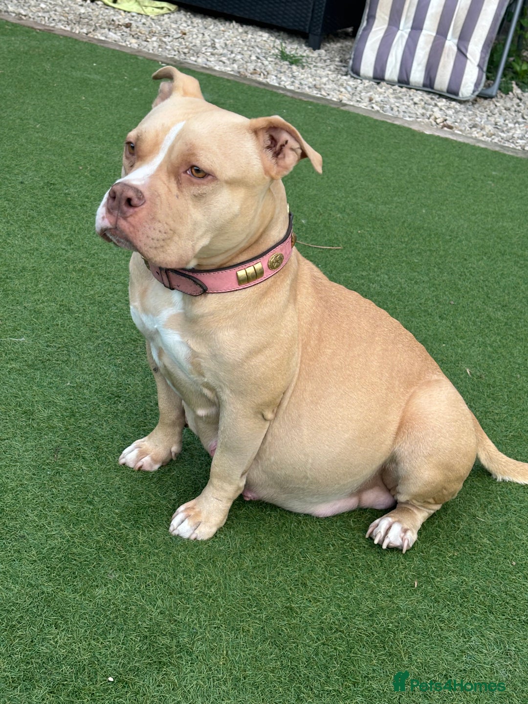American Bully dogs for sale: Pocket bully puppies - Image 7