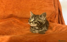 Ragdoll cats for sale: Ragdoll x British Shorthair kittens - Image 11