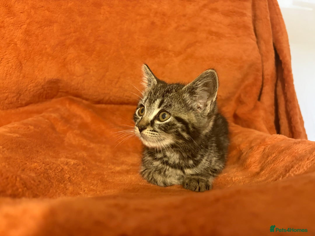 Ragdoll cats for sale: Ragdoll x British Shorthair kittens - Image 11