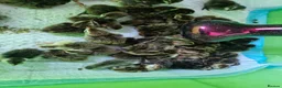 Quail poultry for sale: 20 Quail Chicks OFF HEAT - Advert 4