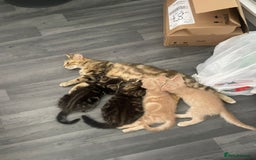Mixed Breed cats for sale: 3 british shorthair kittens for sale  - Image 1