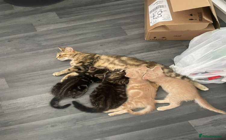 Mixed Breed cats - Advert 1