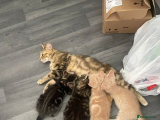 Mixed Breed cats 3 british shorthair kittens for sale - Advert 1