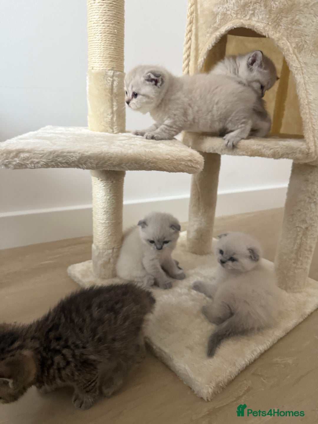 Scottish Fold cats for sale: Scottish Fold Kittens  - Advert 8