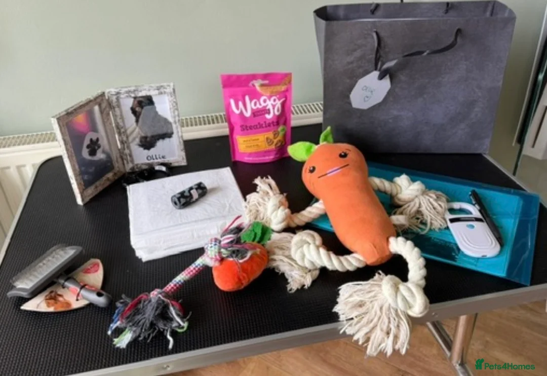 Cockapoo dogs for sale: F1b Cockapoo puppies 1 girl remaining - Advert 8