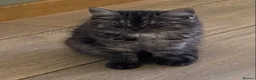 Mixed Breed cats for sale: Long haired ghost grey kittens  - Advert 3